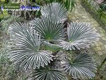 Trachycarpus wagnerianus - Stamm 100-120 cm - Topf 65 ltr [Palette]