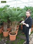 Trachycarpus wagnerianus - trunk 100-120 cm - pot 65 ltr [pallet]