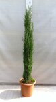 Cupressus sempervirens Totem - Gesamth&ouml;he 150-180 cm - Topf &Oslash; 35 cm
