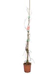 Parthenocissus quinquefolia - pot 18 cm