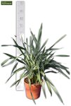 Dianella tasmanica Prosser - total height 70-90 cm - pot &Oslash; 22 cm