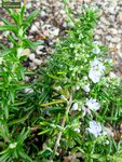 Westringia fruticosa - Gesamth&ouml;he 40-50 - Topf &Oslash; 22 cm