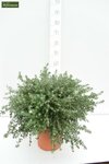Westringia fruticosa - total height 40-50 cm - pot &Oslash; 22 cm