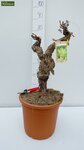 Vitis vinifera - Gesamth&ouml;he 80-100 cm - Topf &Oslash; 33 cm