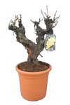 Vitis vinifera - pot &Oslash; 50cm - total height 130-150 cm [pallet]