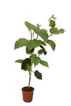 Actinidia chinensis Hayward - total height 80-100 cm - pot &Oslash; 17 cm