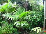 Trachycarpus latisectus - pot 7 x 7 cm