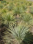Yucca rostrata - total height 50-70 cm - pot 26 cm