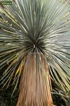 Yucca rostrata - total height 40-60 cm - pot &Oslash; 20 cm