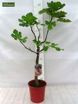 Ficus carica Brown Turkey - total height 180+ cm - trunk 80+ cm - circumference 20-24 cm [pallet]