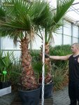 Washingtonia robusta - trunk 50+ cm - total heigth 160+ cm - pot &Oslash; 45 cm [pallet]