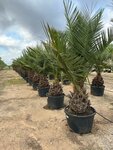 Jubaea chilensis - fat trunk 60-70 cm - total height 200+ cm - pot 160 ltr [pallet]