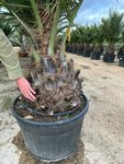 Jubaea chilensis - fat trunk 50-60 cm - total height 200+ cm - pot 160 ltr [pallet]
