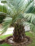 Jubaea chilensis - trunk 110-130 cm - total height 300+ - pot &Oslash; 110 cm [pallet]