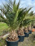 Jubaea chilensis - fat trunk 40-50 cm - total height 200+ cm - pot 160 ltr [pallet]