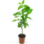 Citrus latifolia - trunk 15-25 cm - total height 50-60 cm - pot 13 cm