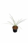 Yucca rostrata - Gesamth&ouml;he 30-40 cm - Topf &Oslash; 13 cm