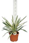 Yucca gloriosa Variegata - Gesamth&ouml;he 60-70 cm - Topf &Oslash; 26 cm