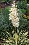 Yucca gloriosa Variegata - total height 60-70 cm - pot &Oslash; 26 cm