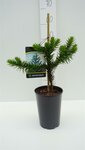 Araucaria araucana - total height 35-45 cm - pot 3 ltr