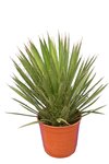 Yucca filifera - total height 50-70 cm - pot &Oslash; 23 cm