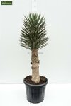 Yucca filifera - total height 50-70 cm - pot &Oslash; 23 cm