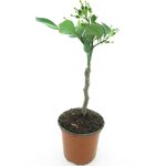 Citrus sinensis Washington Navel - trunk 15-25 cm - total height 40-50 cm - pot &Oslash; 13 cm