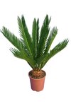 Cycas revoluta - palmvaren