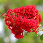Lagerstroemia indica Best Red