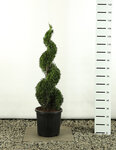 Thuja occidentalis Smaragd Spiral - total height 100-125 cm