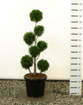 Thuja plicata Martin Multibol - total height 125-150 cm - pot &Oslash; 36 cm