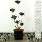 Ilex maximowicziana kanehirae multiplateau - total height 80-100 cm - pot 20 ltr