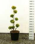 Thuja occidentalis Yellow Ribbon Multibol - total height 80-100 cm - pot 18 ltr