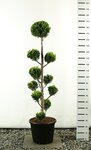 Chamaecyparis lawsoniana Ivonne Multibol extra - total height 150-170 cm