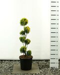 Thuja occidentalis Golden Smaragd Multibol - total height 100-125 cm - pot 20 ltr