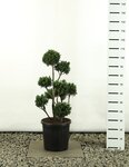 Chamaecyparis obtusa Draht Multibol - total heigth 80-100 cm - pot &Oslash; 18 cm