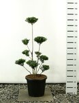 Ilex maximowicziana kanehirae multiplateau - Gesamth&ouml;he 125-150 cm - Topf 20 ltr