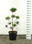 Pinus strobus Multiplateau - total height 125-150 cm - pot 20 ltr