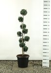 Chamaecyparis lawsoniana Columnaris multiball total height 150-170 cm