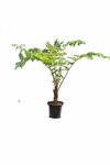 Cyathea kermadecensis - trunk 20-30 cm