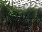 Trachycarpus fortunei - Stamm 60-70 cm - Gesamth&ouml;he 180+ cm - Topf &Oslash; 40 cm [Palette]