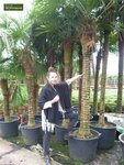 Trachycarpus fortunei - Stamm 60-70 cm - Gesamth&ouml;he 180+ cm - Topf &Oslash; 40 cm [Palette]