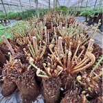 Dicksonia antarctica bare rooted trunk 180+ cm [pallet]