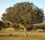 Quercus ilex - total height 140+ cm - pot &Oslash; 26 cm