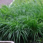 Carex Evergreen - total height 30-40 cm - pot 2 ltr