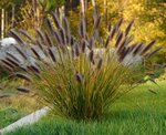 Pennisetum alopecuroides Red Head - Topf 5 ltr