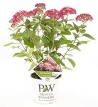 Hydrangea arborescens Ruby Annabelle with flowers