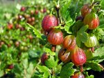 Ribes uva-crispa Hinnonmaki R&ouml;d - pot 2 ltr