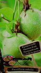 Passiflora edulis - Topf 2 ltr