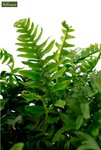 Polypodium vulgare - Topf  0.7 ltr